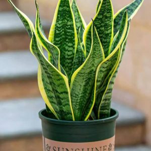 DRACAENA https://www.ogiinteriors.com/wp-content/uploads/2024/12/DRACAENA-300x300.jpg