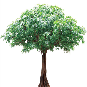 https://www.ogiinteriors.com/wp-content/uploads/2024/12/FICUS-TREE-300x300.png
