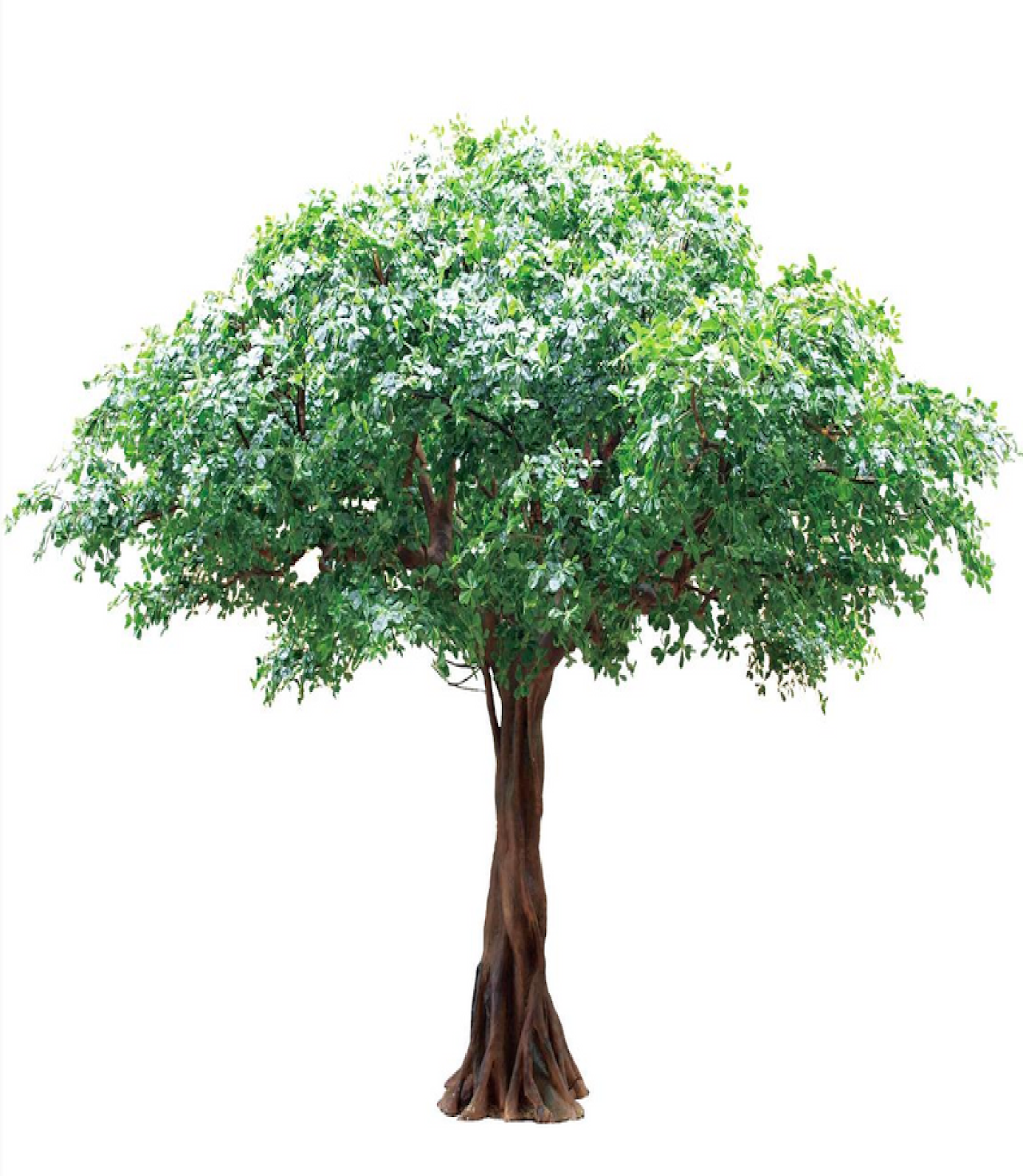 FICUS TREE