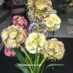 oplus_3145760